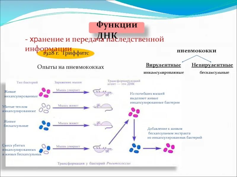 Хранение и передача наследственной генетической информации. Обеспечивает хранение и передачу наследственной информации. ДНК хранит наследственную информацию.