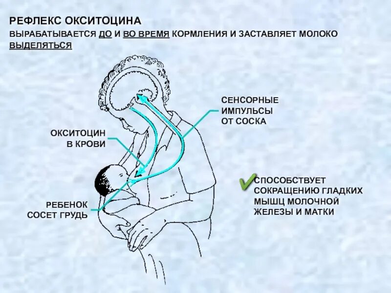 Периоды грудного вскармливания. Выделение окситоцина. Выработка окситоцина. Рефлекс окситоцина.