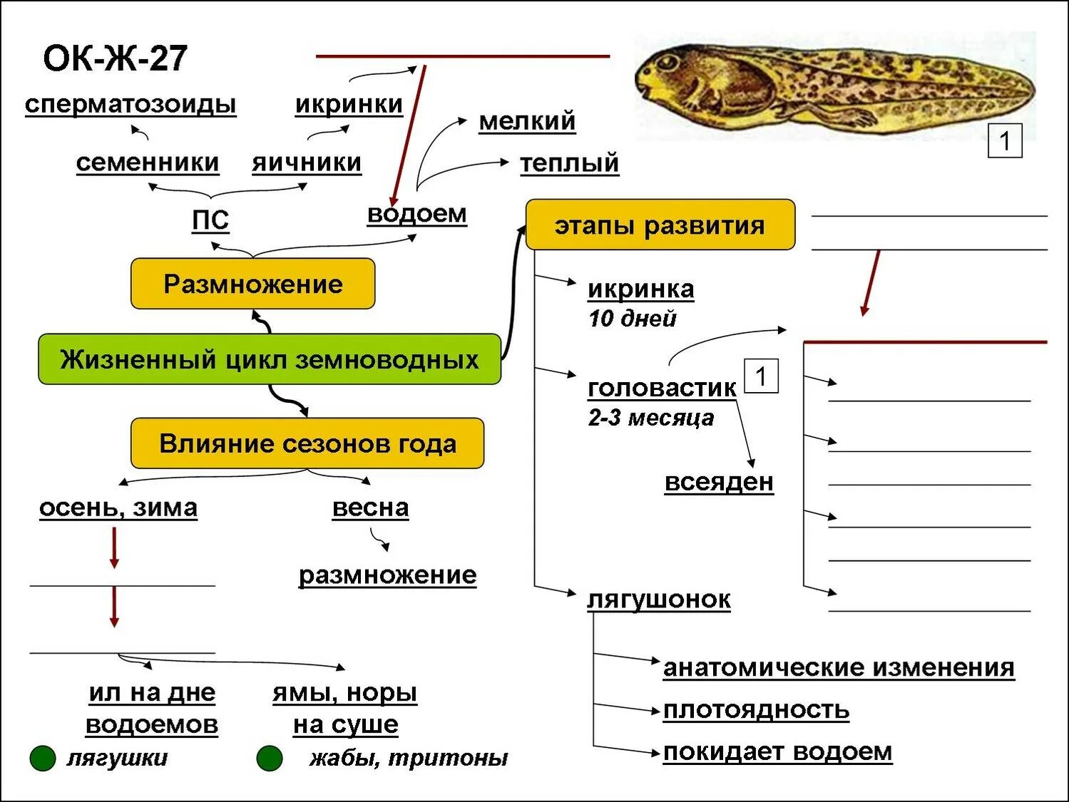 Жизненный цикл земноводных этапы развития. Годовой жизненный цикл земноводных таблица. Цикл развития земноводных 7 класс биология. Цикл развития земноводных 7 класс схема.