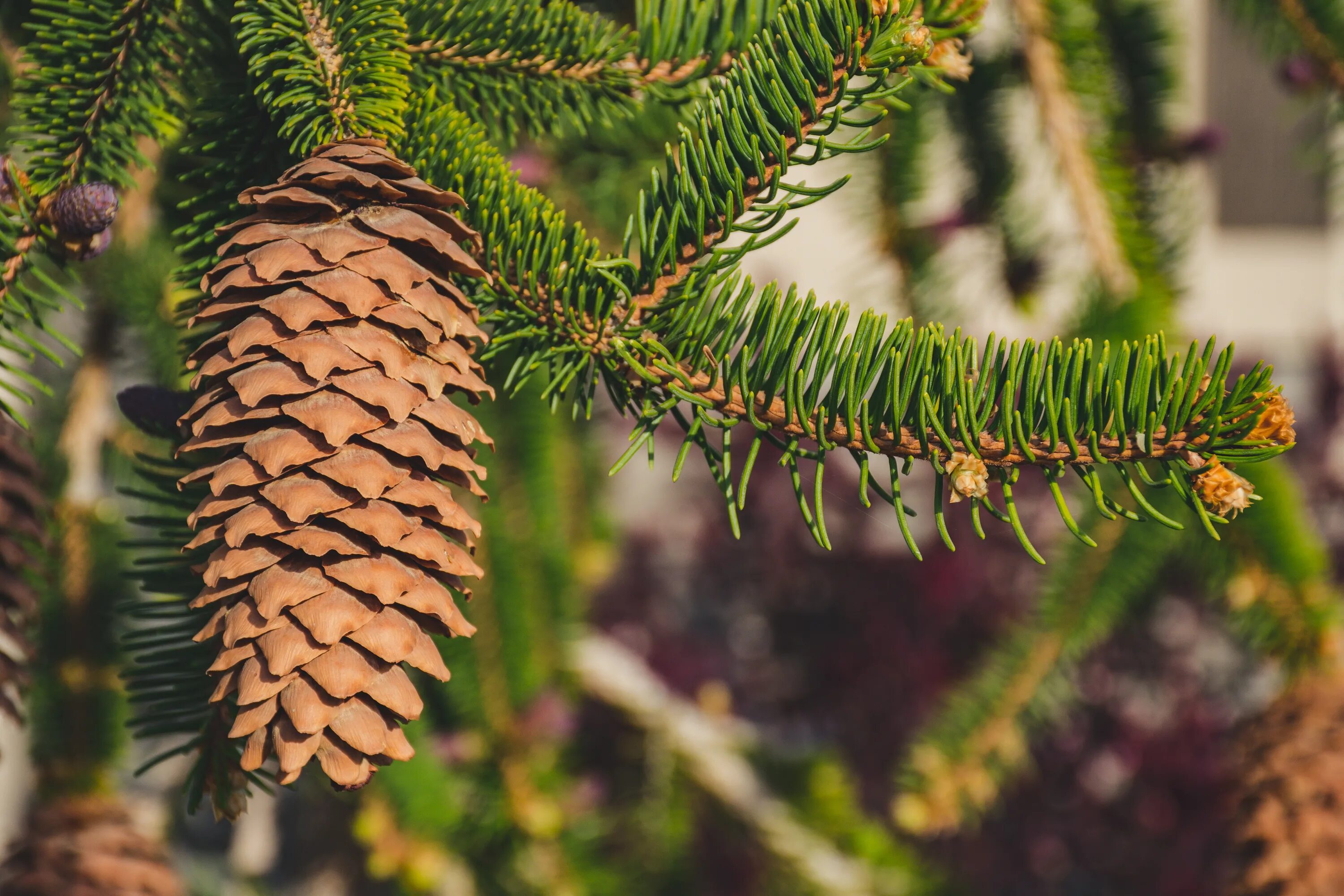 Шишка сосны pinus lambertiana. Семя шишки ели. Ель обыкновенная шишка. Ель сибирская. Семена еловых шишек.