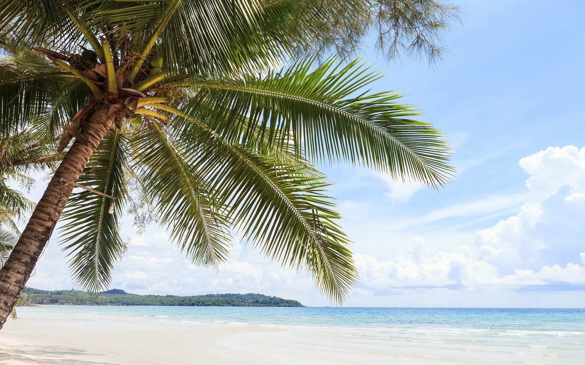 Palma. Море пальмы. Пляж с пальмами. Пальма Оби. Пальма дерево.