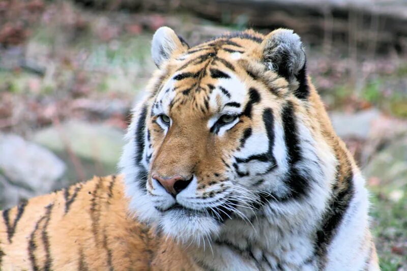 Индийский тигр. Тигр в Индии. Тигр jpg. Бешеный тигр. Бенгальский тигр подвид тигра