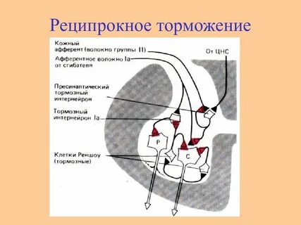 Феномен торможения