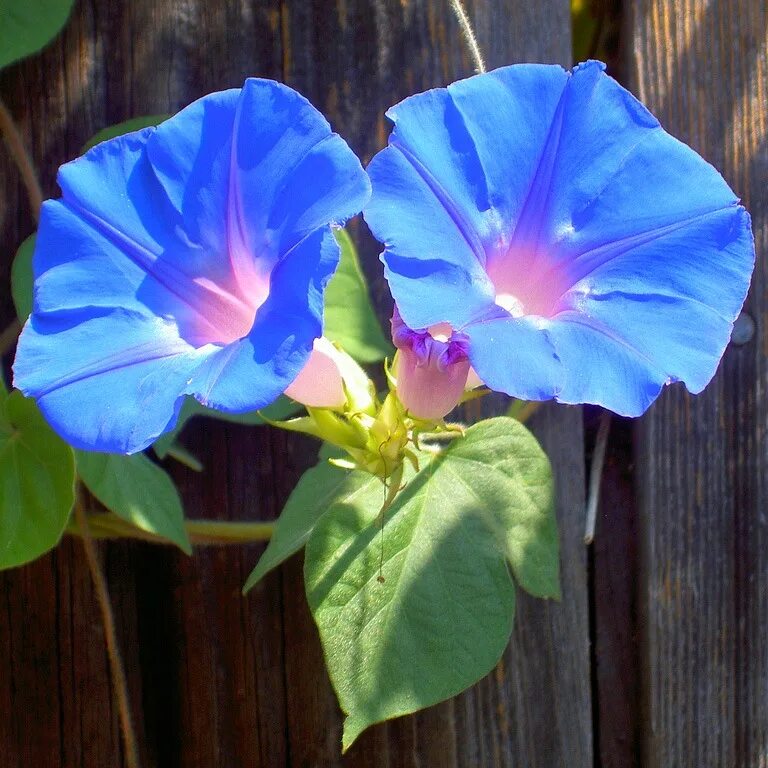 ипомея фарбитис. ипомея пурпурная. ипомея вьюнок. ипомея трехцветная. вьюнок трехцветный канкан.