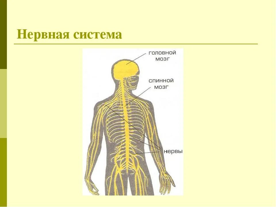 Какие органы входят в нервную систему человека. Нервная система органов схема. Нервная система человека 4 класс окружающий мир схема. Нервная система человека схема 3 класс. Нервная система человека строение 4 класс.