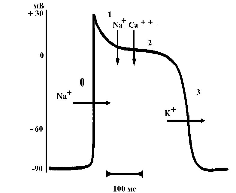 Фазы деполяризации кардиомиоцитов. Потенциал действия рабочих кардиомиоцитов. Фазы, ионные механизмы.. Схема потенциала действия кардиомиоцитов. Потенциал действия типичных кардиомиоцитов, его фазы и механизмы. Пд клетки