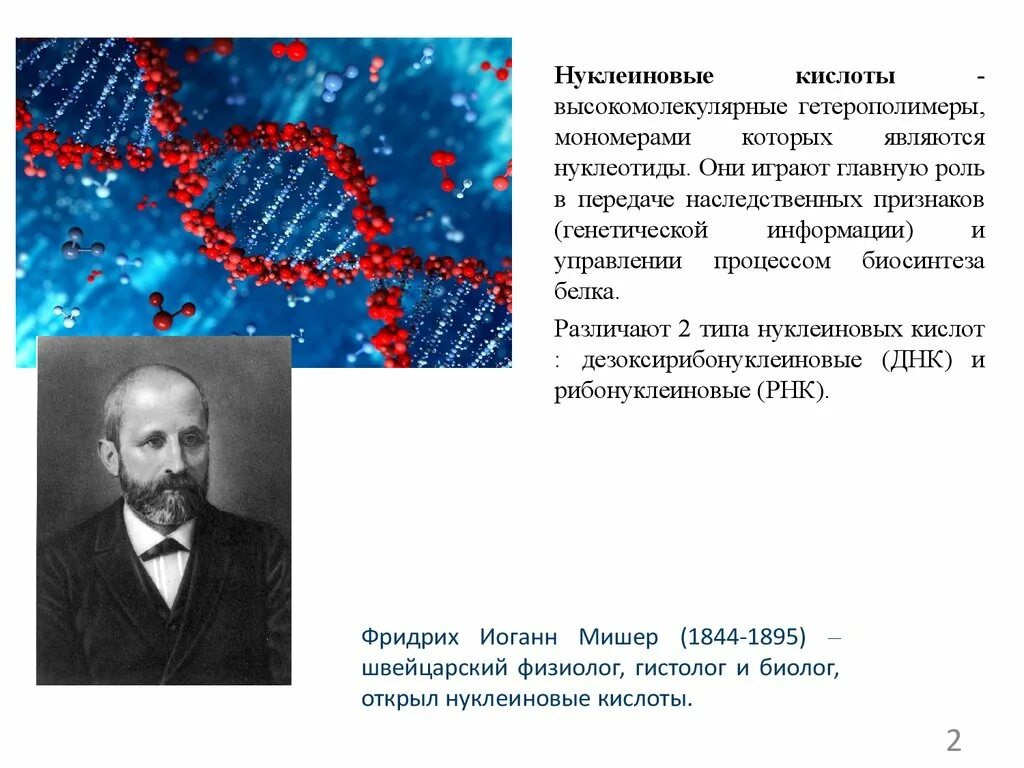 Мономером нуклеиновых кислот является нуклеотид. Открытие нуклеиновых кислот.