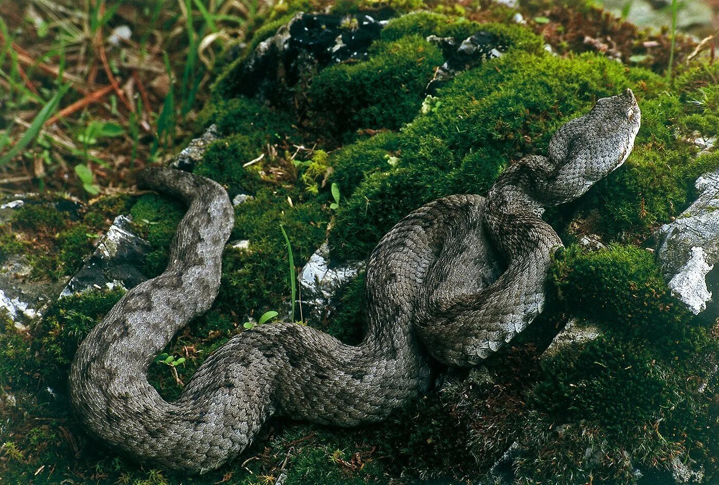 Песчаная сестрица гадюки. Колючая кустарниковая гадюка. Гадюка Лесная. Торфяная гадюка. Кастурниквую гадюка.