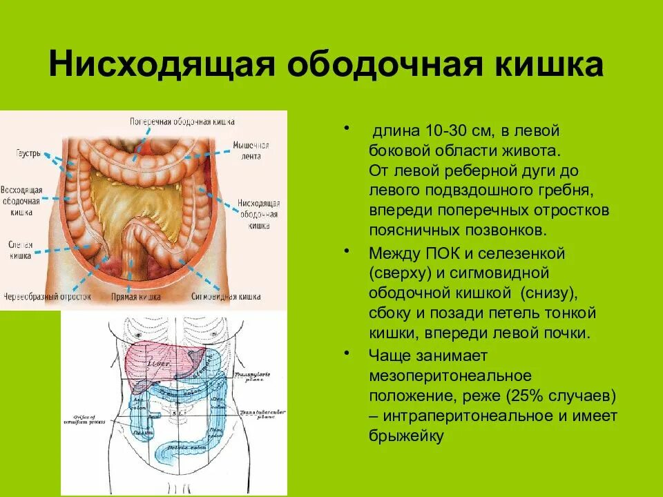 Нисходящий кишечник