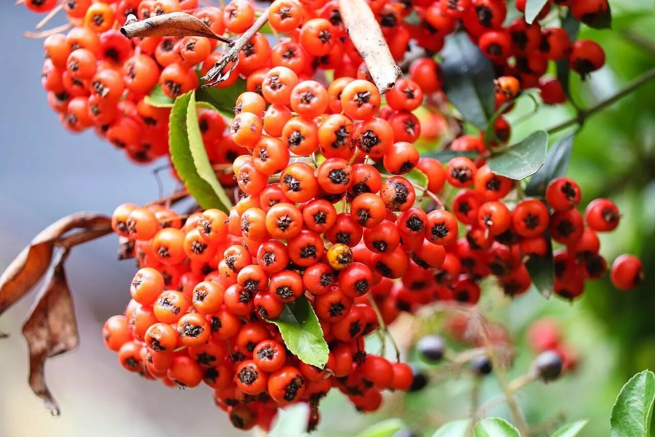 Sorbus 'red robin'. Кустарник с гроздьями красных ягод. Дерево с красными гроздьями. Рябина красноплодная. Пираканта ягоды.