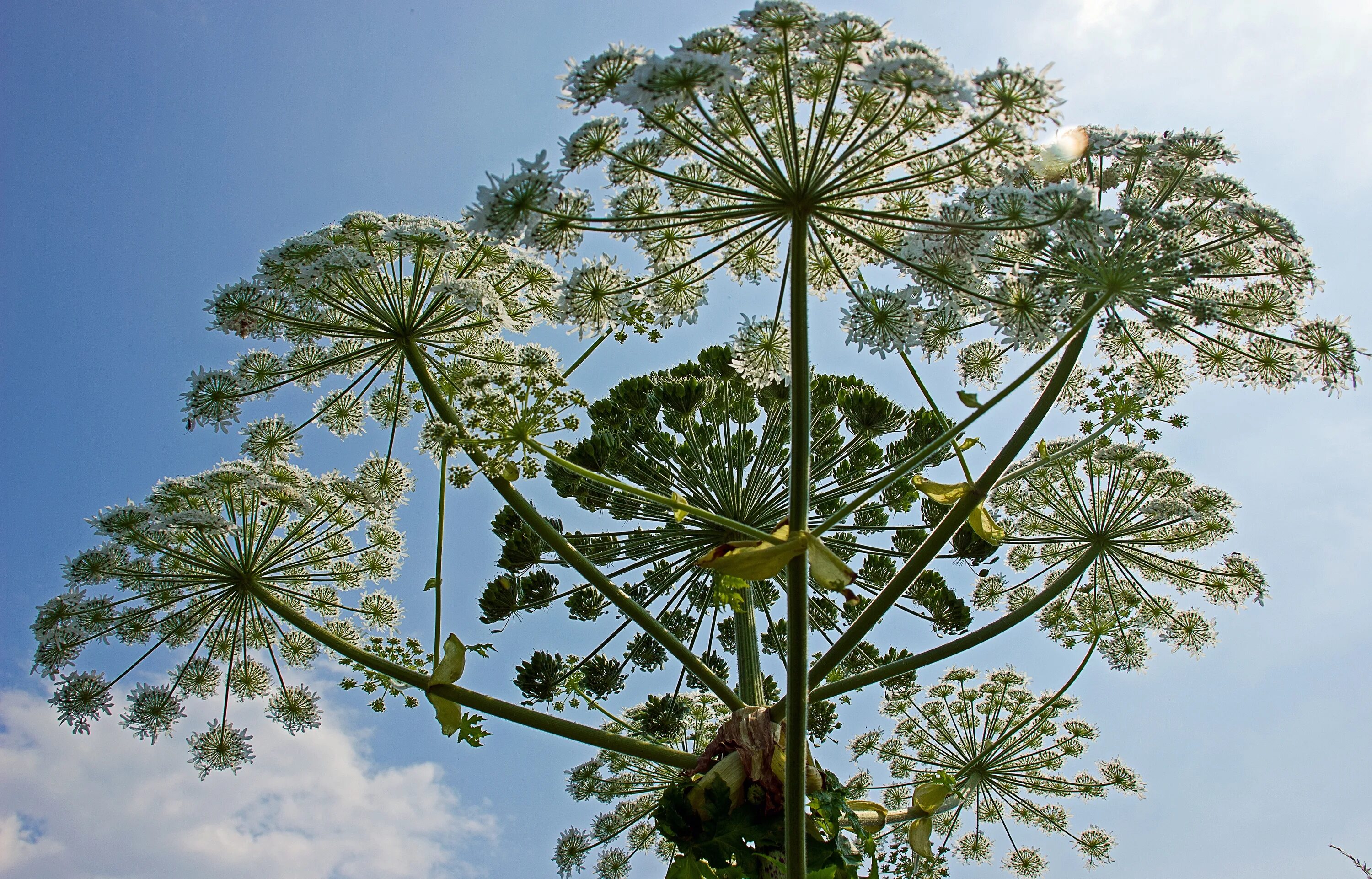 Борщевик Мантегацци. Борщевик Сосновского. Борщевика Сосновского (Heracleum sosnowskyi). Борщевик полевой. Семейство зонтик