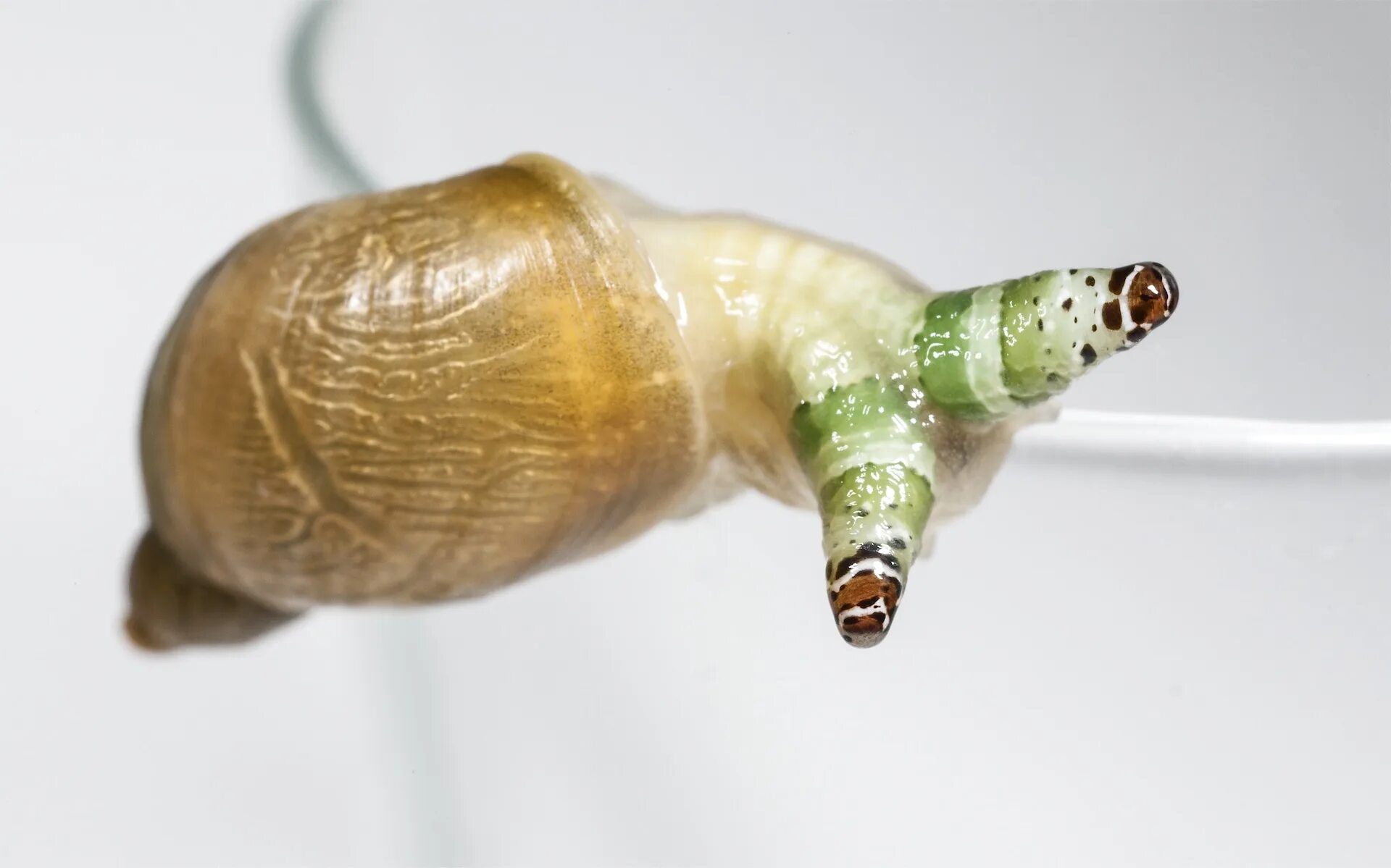 Лейкохлорилный мародоксалтный. Лейкохлоридий парадоксальный червь. Леукохлоридиум парадоксум. Лейкохлоридий парадоксальный червь. Улитки зараженные лейкохлоридий.