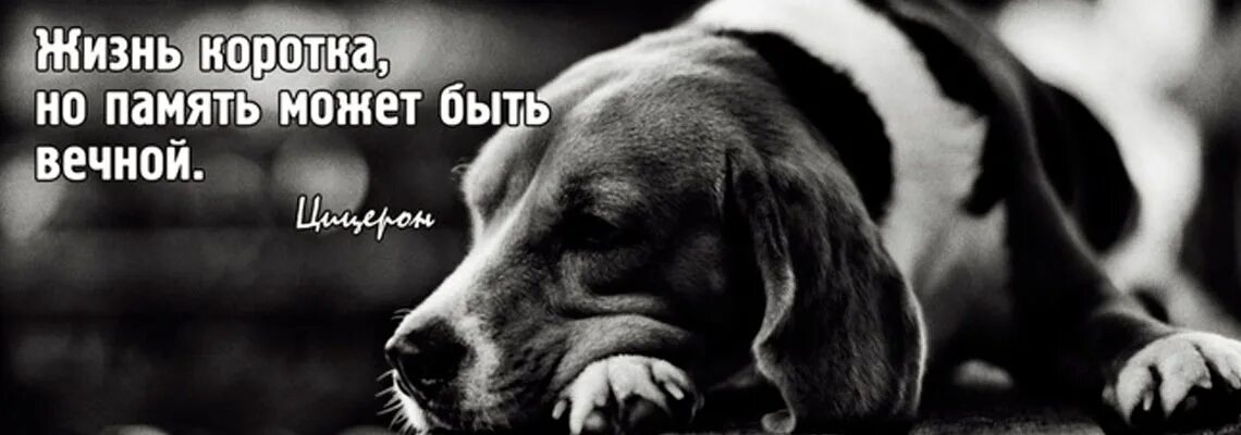 Бездомные собаки. Собака ждет. Тоскливый пес. Грустный песик. Милые мопсы.
