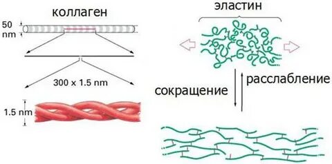 Белки коллагены