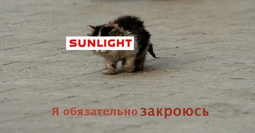 Мем с котом я обязательно Ужасные мемы on Twitter в 2023 г Мемы, Котята, Милые котики