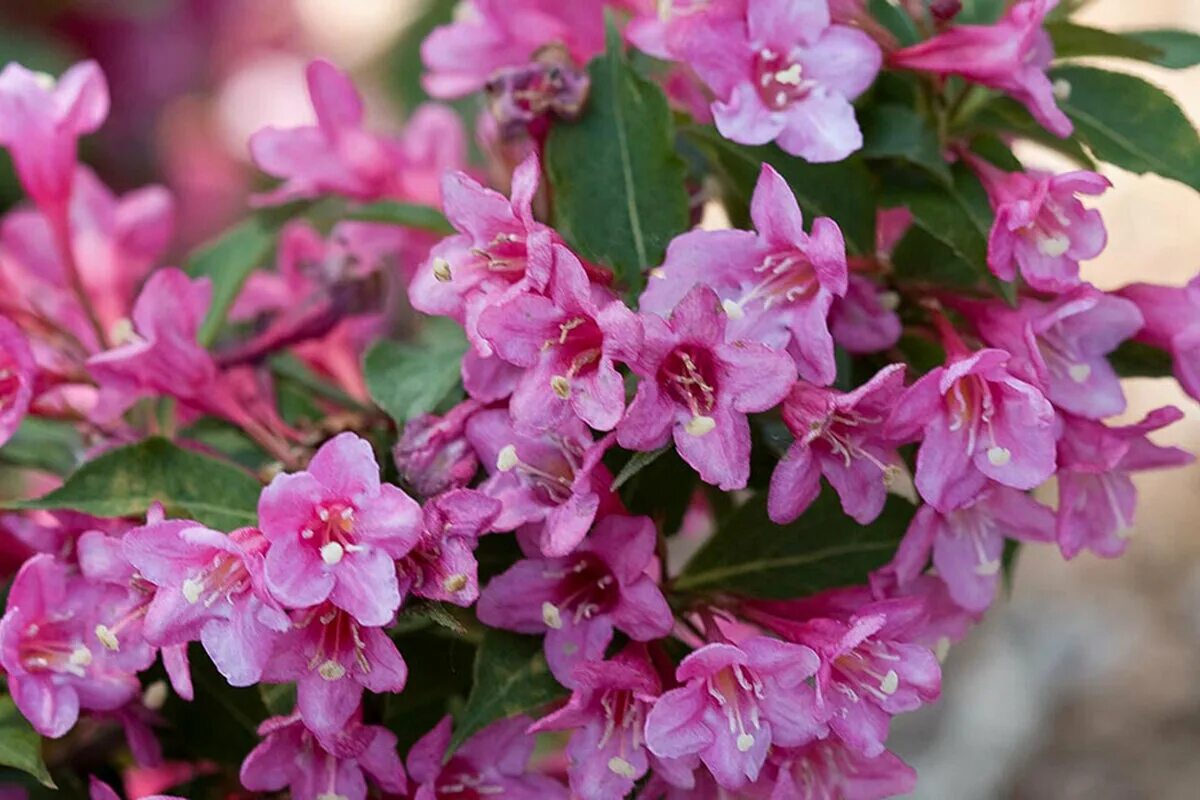 Кустарник цветущий розовыми цветами ранней весной. Вейгела ранняя (Цветущая). Вейгела Pink Princess. Вейгела Санни.