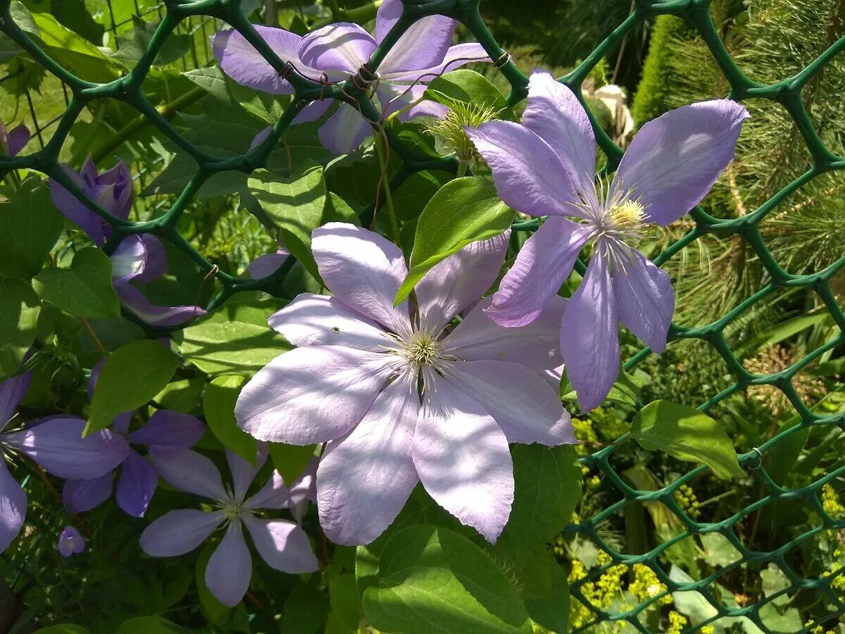 Клематис уход открытом грунте. Клематисы многолетники. Клематис уход открытом грунте. Клематис пикоти посадка. Клематис уход открытом грунте.