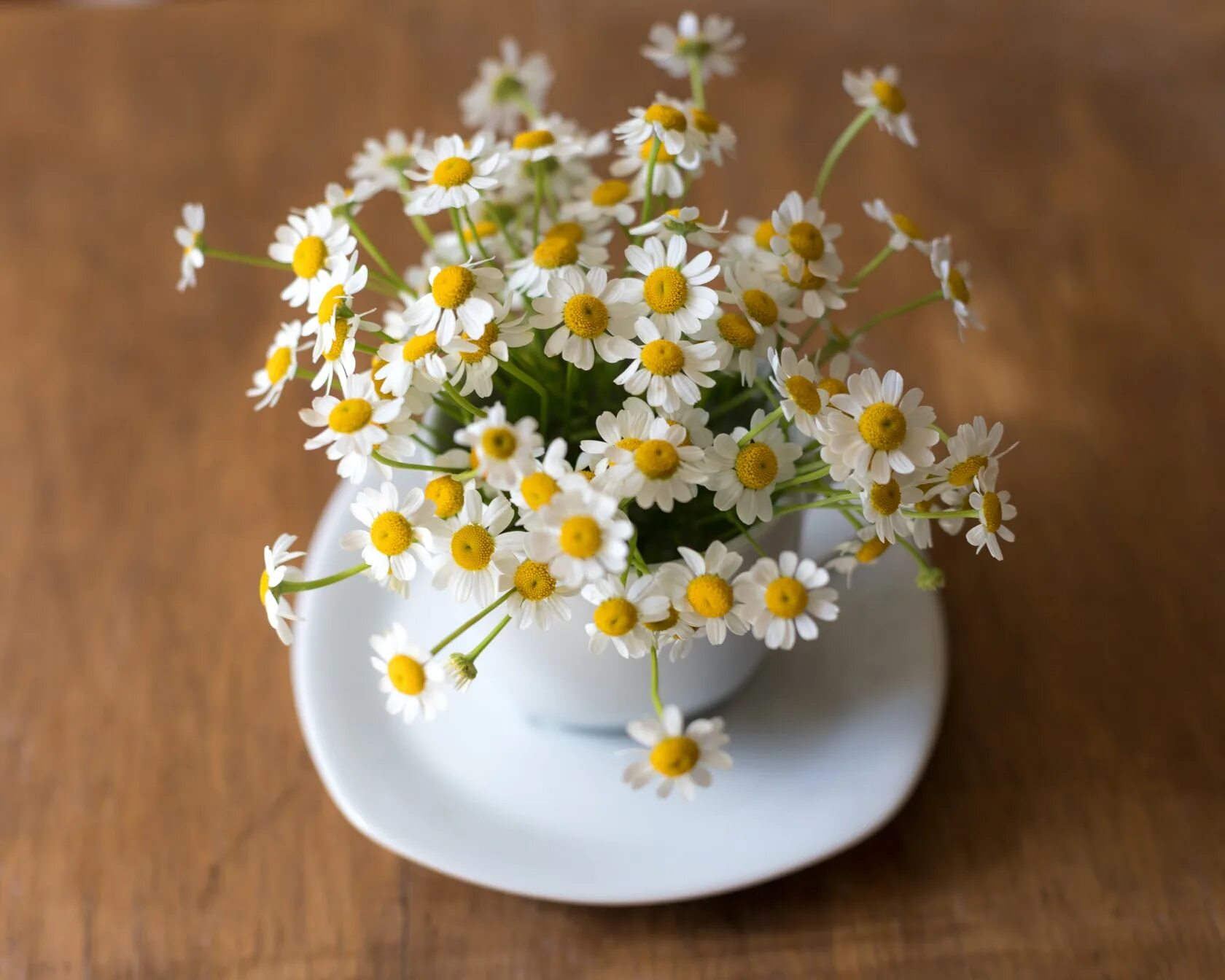 Ромашки чтобы долго стояли в воде. Camomile ромашка. букет ромашек. шикарный букет ромашек. ромашки в чашке.