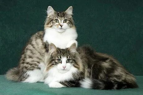 Трансельванские кошки