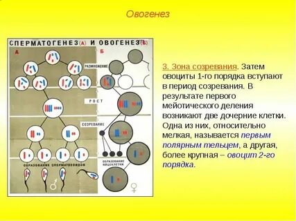 Мейоз образование клеток и оплодотворение