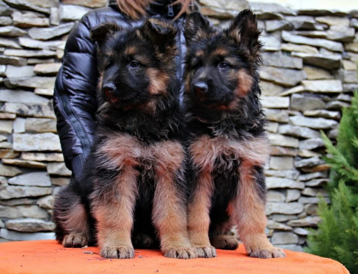 Щенок длинношерстной немецкой овчарки 1 месяц. Длинношёрстная овчарка немец щенок. Немецкая овчарка длинношерстная щенки. Немецкая овчарка длинношерстная. Старонемецкая овчарка длинношерстная.