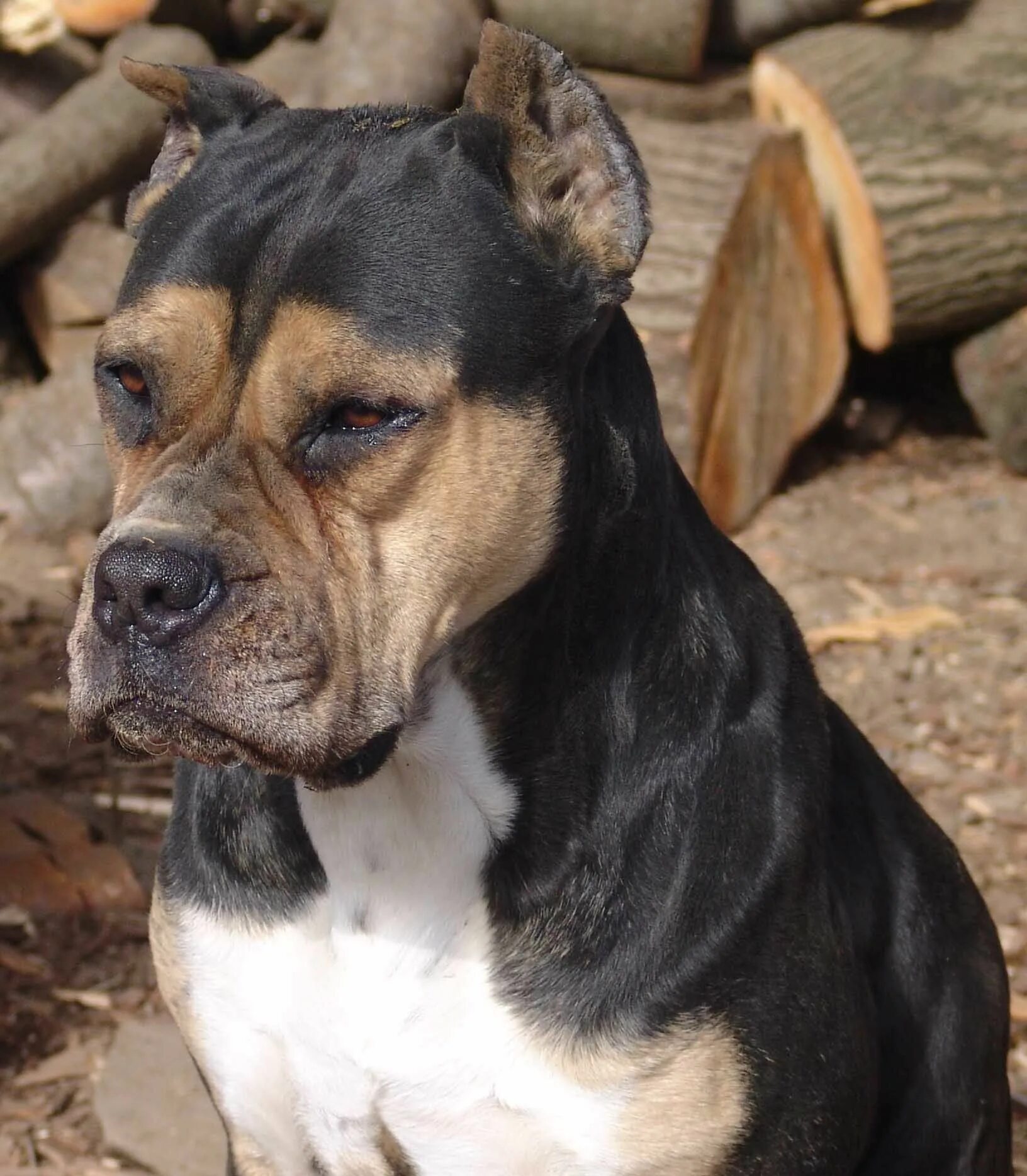Алано эспаньол собака. Алано аланский дог. Алано эспаньол собака. Бульдог алано. Алано собака.