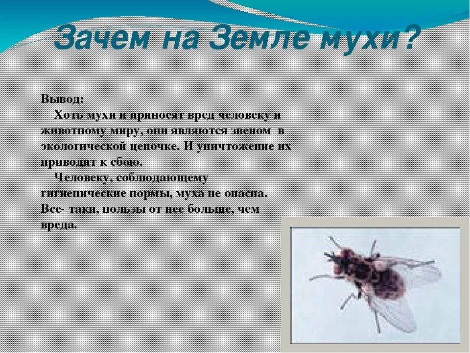 Детям про муху. Муха (насекомое). Муха вредное насекомое. Муха описание насекомого. Интересные факты о мухах для детей.