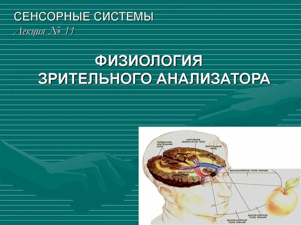 Презентация понятие об анализаторах зрительный анализатор. Зрительный анализатор физиология. Физиология зрительного анализатора презентация. Физиология сенсорной системы зрительный анализатор. Физиология зрительного анализатора физиология.