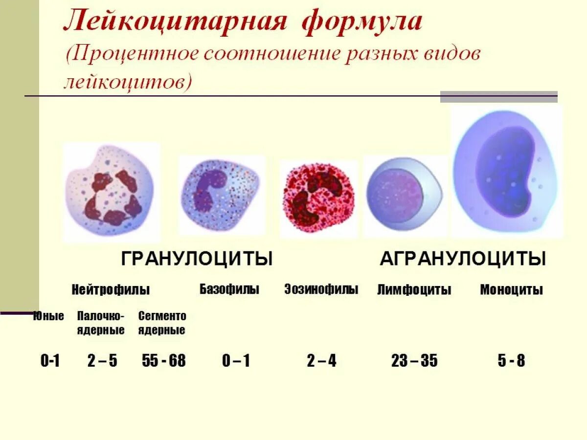 Нормы лейкоцитарной формулы гистология. Лейкоцитарная формула моноциты. Лейкоцитарная формулаоейкоциты. Форменные элементы крови лейкоцитарная формула. Лейкоцитоз показатели