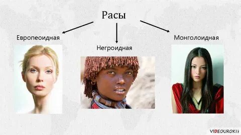Расы европеоидная монголоидная негроидная