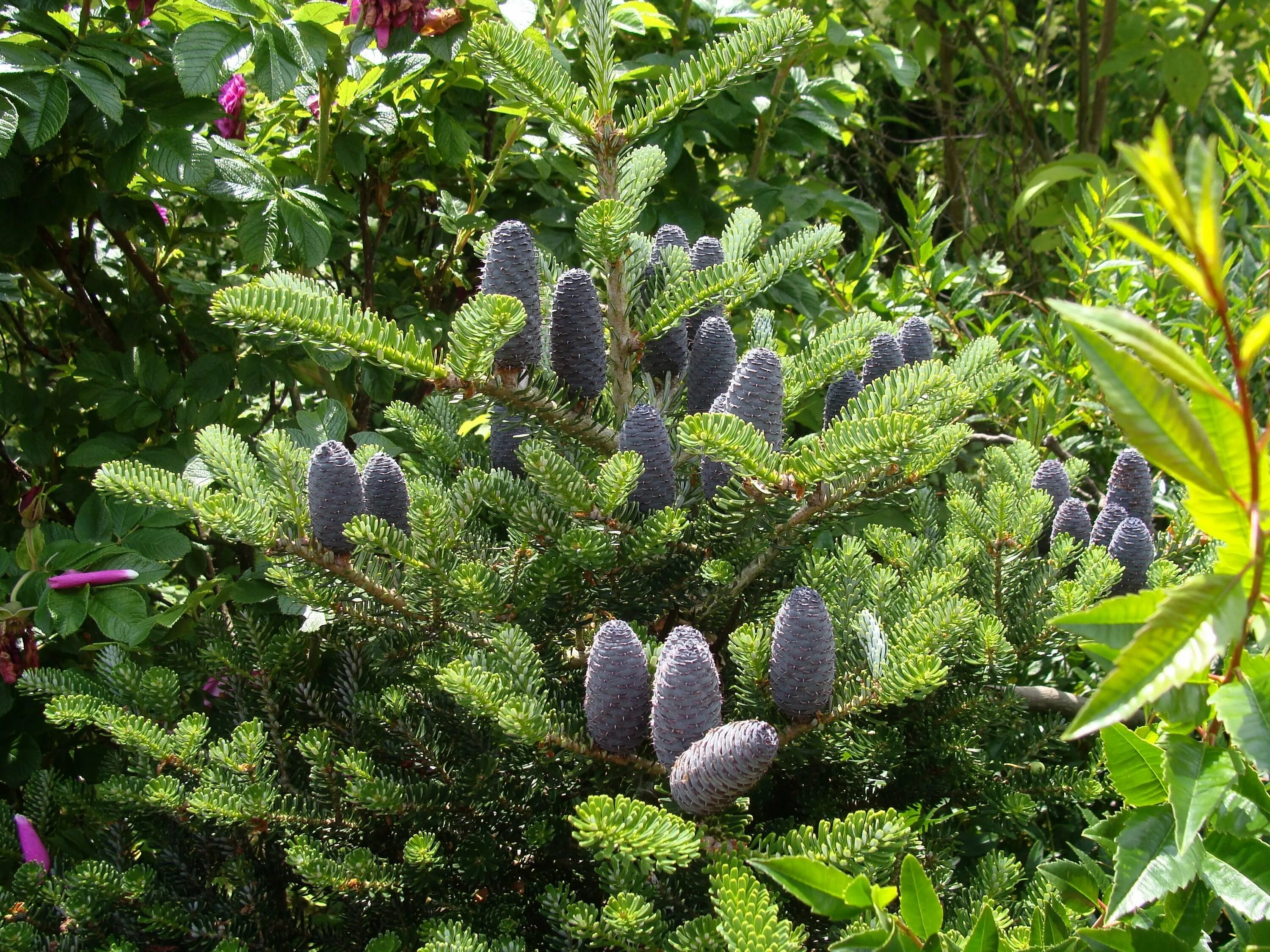 Пихта abies koreana. Пихта цельнолистная хвоя. Пихта трава. Пихта бальзамическая (abies balsamea). Пихта цельнолистная хвоя.