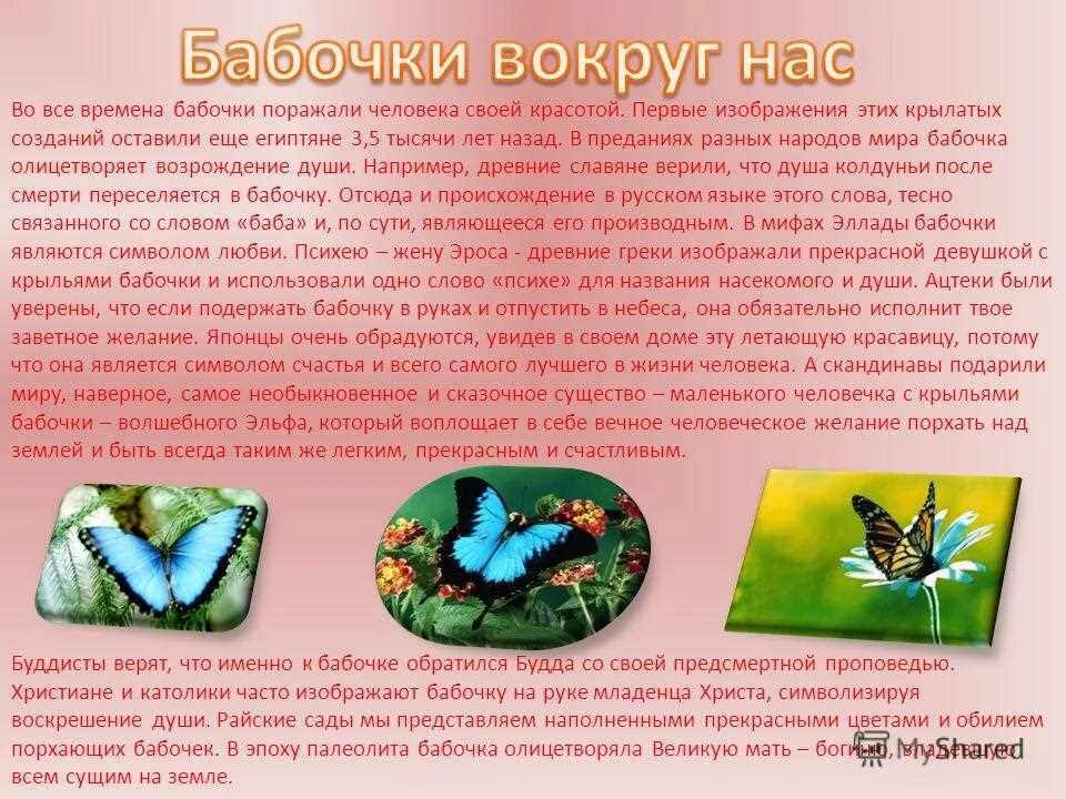 Цветок бабочка рассказ. Легенда о бабочке для детей. Сведения о бабочках. Рассказ о бабочке. Важные факты о бабочках.