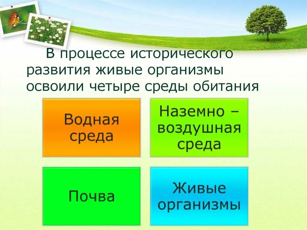 Какие среды обитания освоила груша. Среды обитания живых организмов. Живые организмы наземно воздушной среды. Три среды обитания биология. Среды обитания организмов биология.