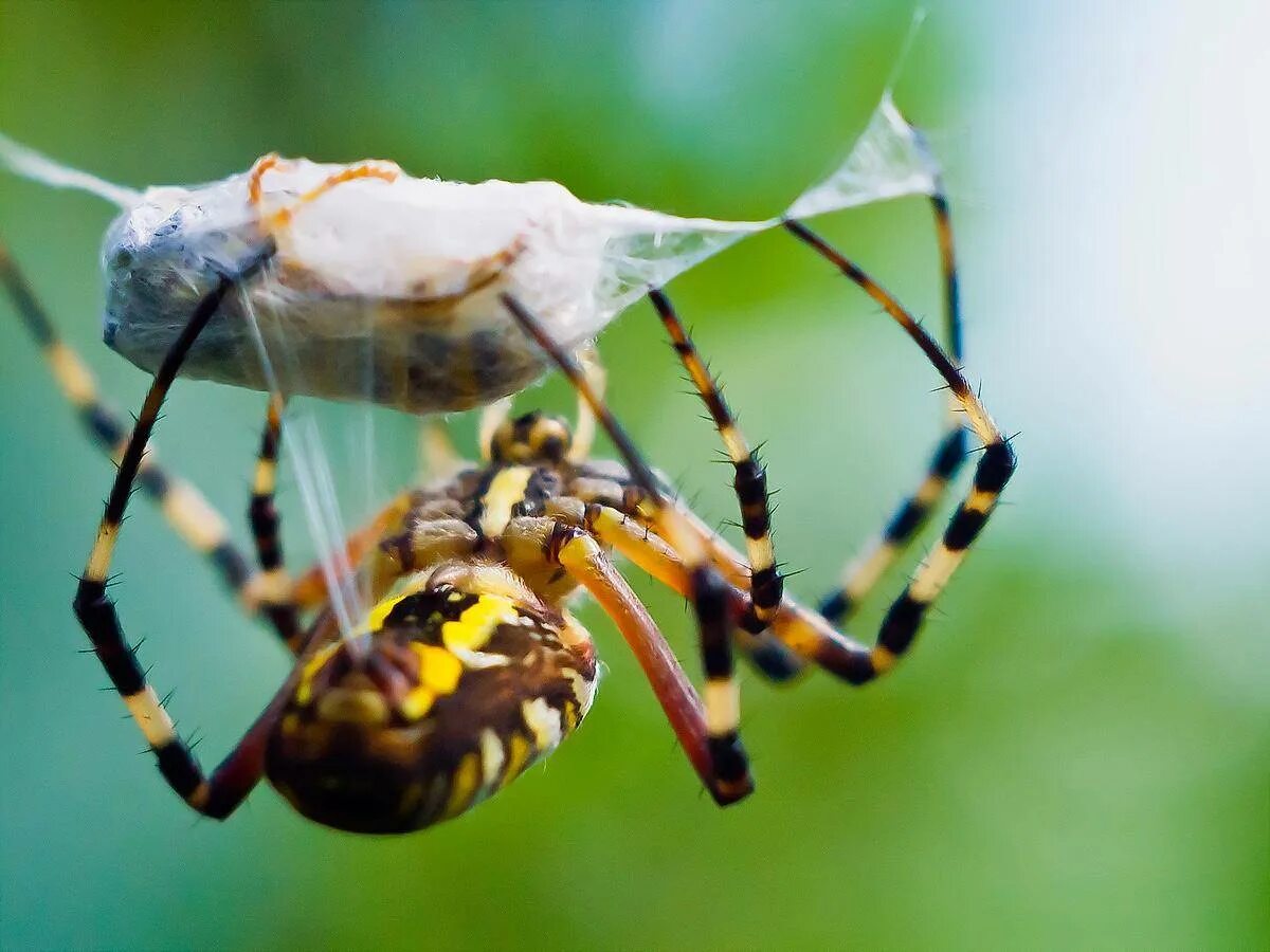Паук и муха. Тарантул питание. Паук охотник. Жертва паука. Жертва паука.