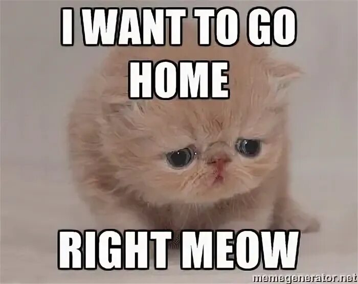 I want to go Home. Right Meow. Блоггер Meow. I wanna go Home.