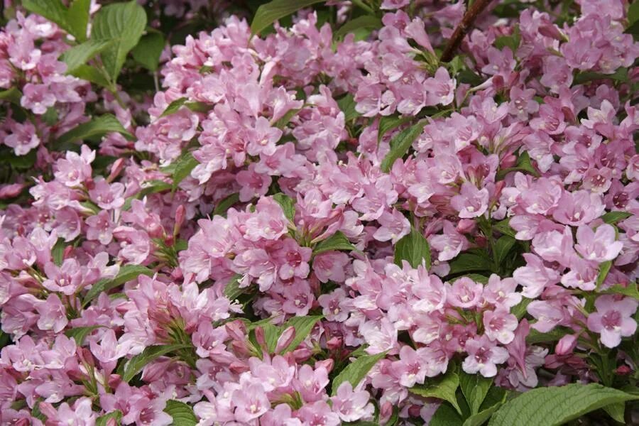 Вейгела розеа фото и описание кустарника Вейгела розеа фото и описание кустарника