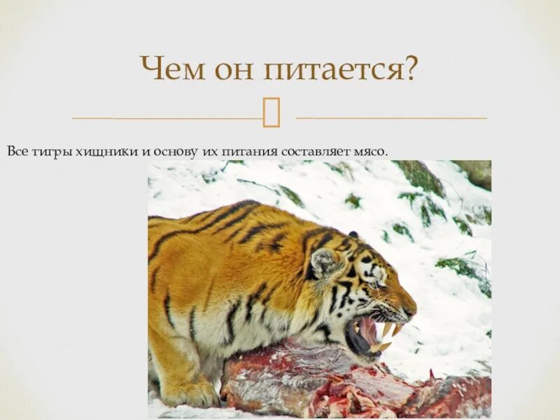 Тигр сколько килограмм. Чем питается тигр. чем питантся амкрский тиг. амурский тигр питание. уссурийский тигр презентация.