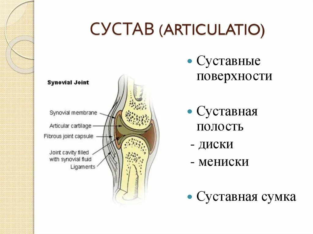 Чем покрыты суставные поверхности костей. Суставные поверхности. Суставная полость. Суставная сумка. Суставные поверхности сустава.