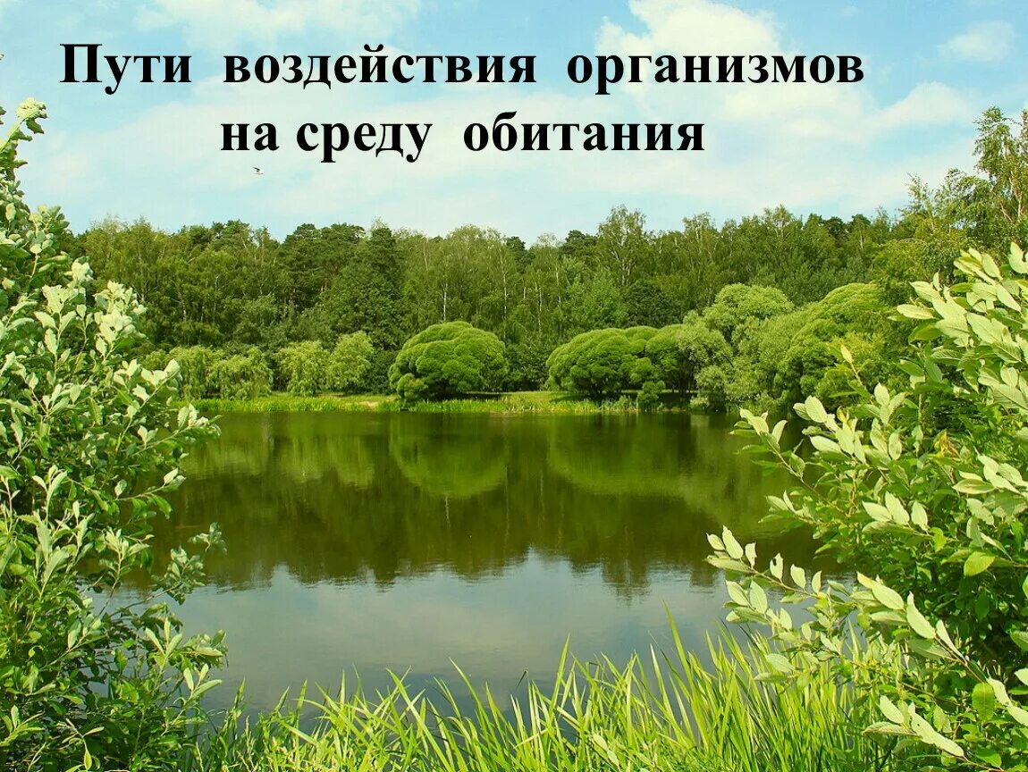 Пути воздействия организмов на среду обитания. Влияние организмов на среду обитания. Влияние среды на организм. Влияние растений на среду обитания. Воздействие живых организмов на среду обитания