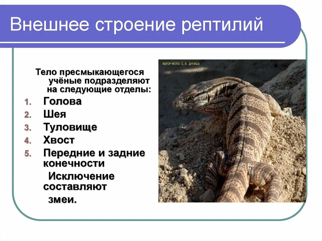 Пресмыкающиеся описание. Класс пресмыкающиеся представители. Конспект по биологии 7 класс пресмыкающиеся или рептилии. Представители класса пресмыкающихся. Класс пресмыкающиеся 7 класс.