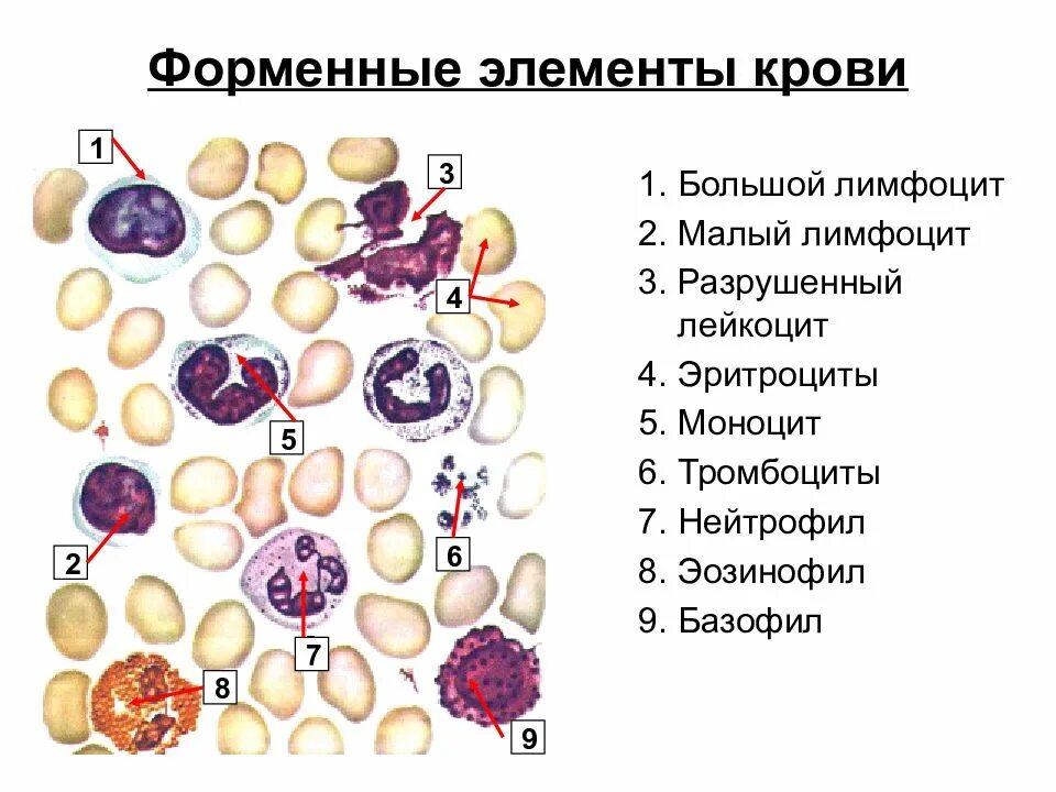 Место разрушения клеток крови