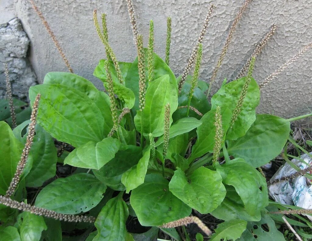 Простые подорожники. Подорожник большой. Plantago Major. Подорожник растение. Подорожник Луговой.