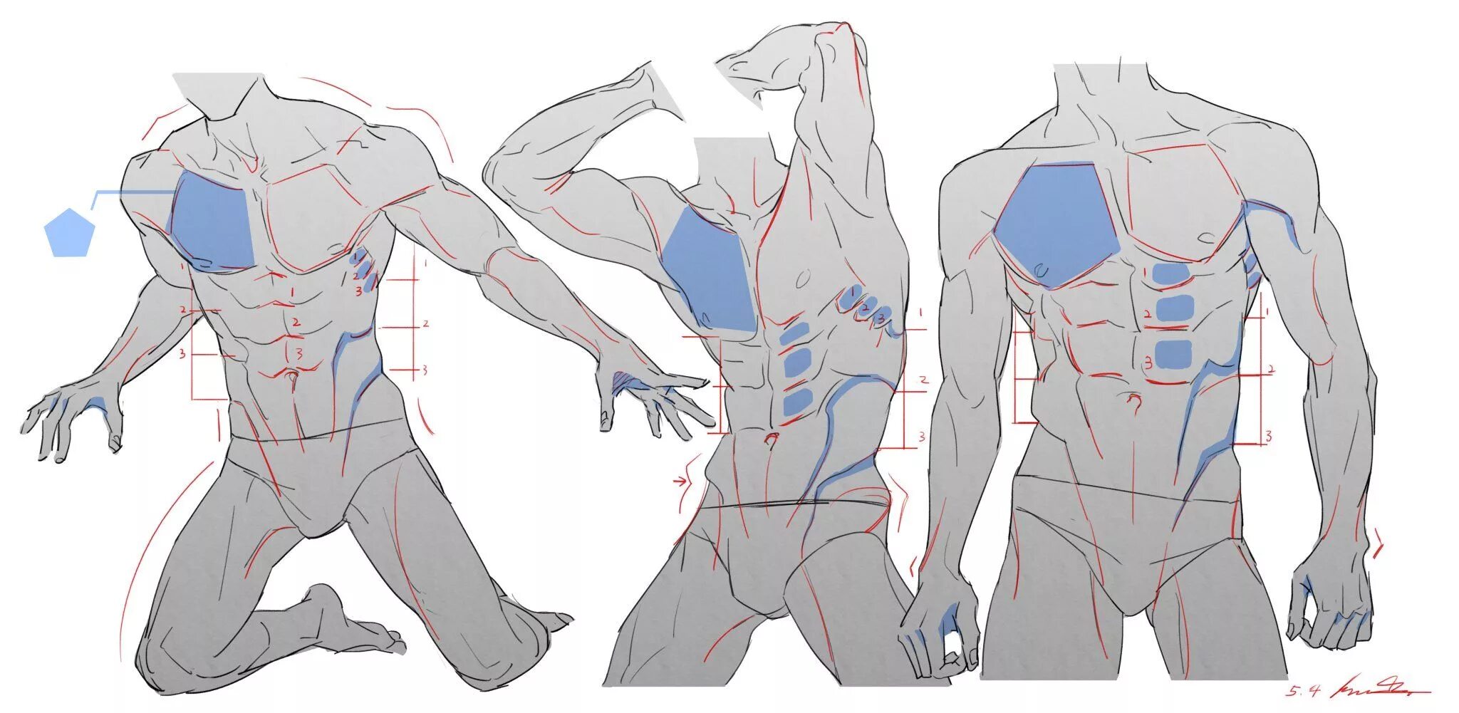 Анатомия твц. Мужское тело референс снизу. Референс тела мужчины с боку.