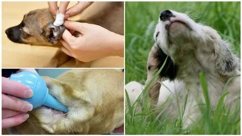 Собака клещ лечение народными средствами