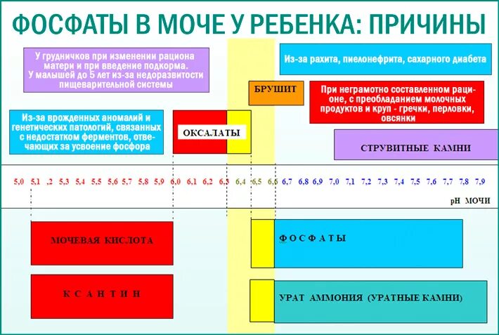 Фосфаты в моче у мужчин. Фосфаты в моче у ребенка. Дюсфаты в моче у ребенка. Фосфаты в моче у ребенка норма. Фосфаты в моче норма.