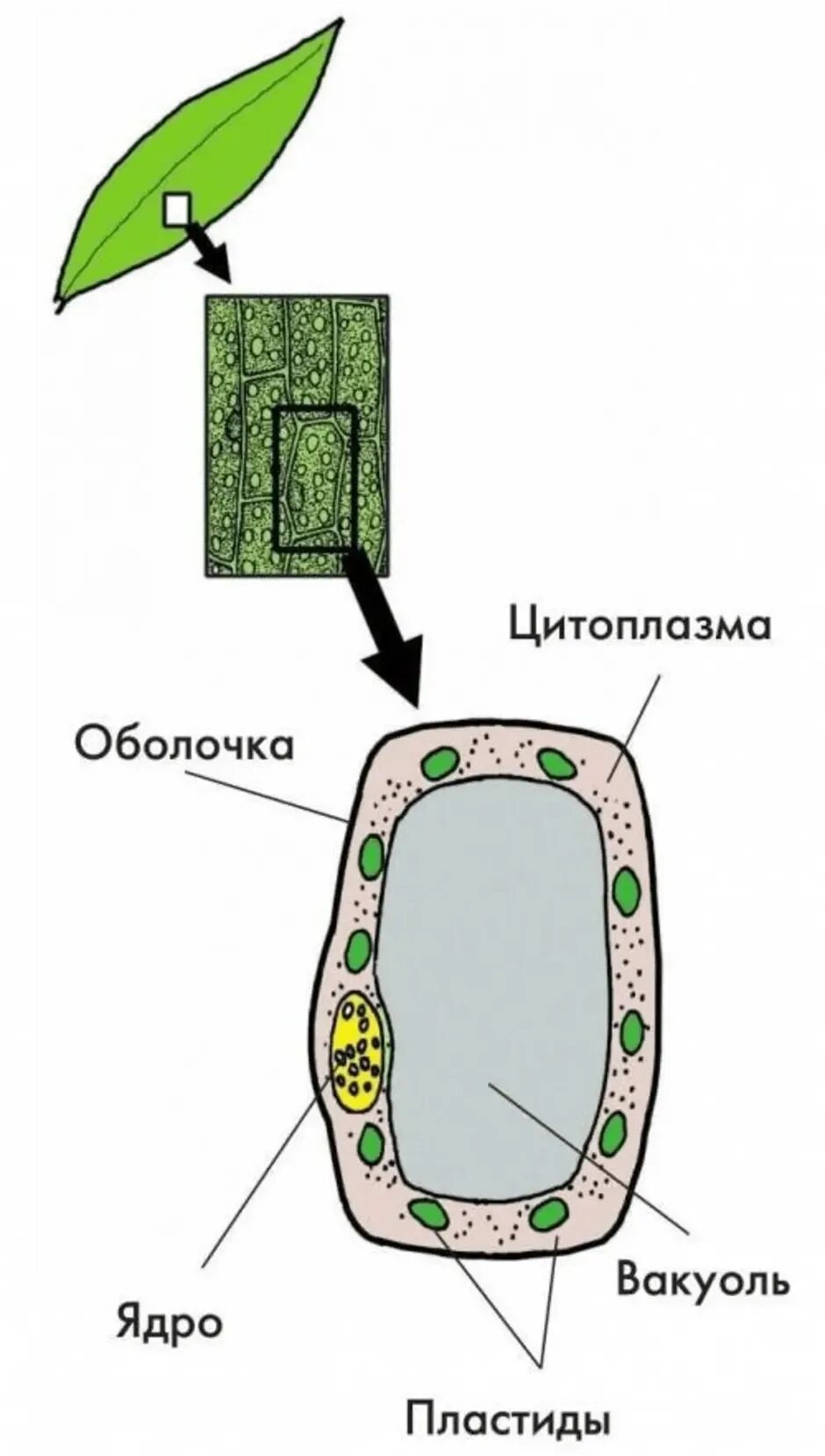 Строение клетки листа элодеи. Части клетки листа элодеи под микроскопом. Строение клетки листа элодеи под микроскопом. Пластиды элодеи. Клетка листа смородины