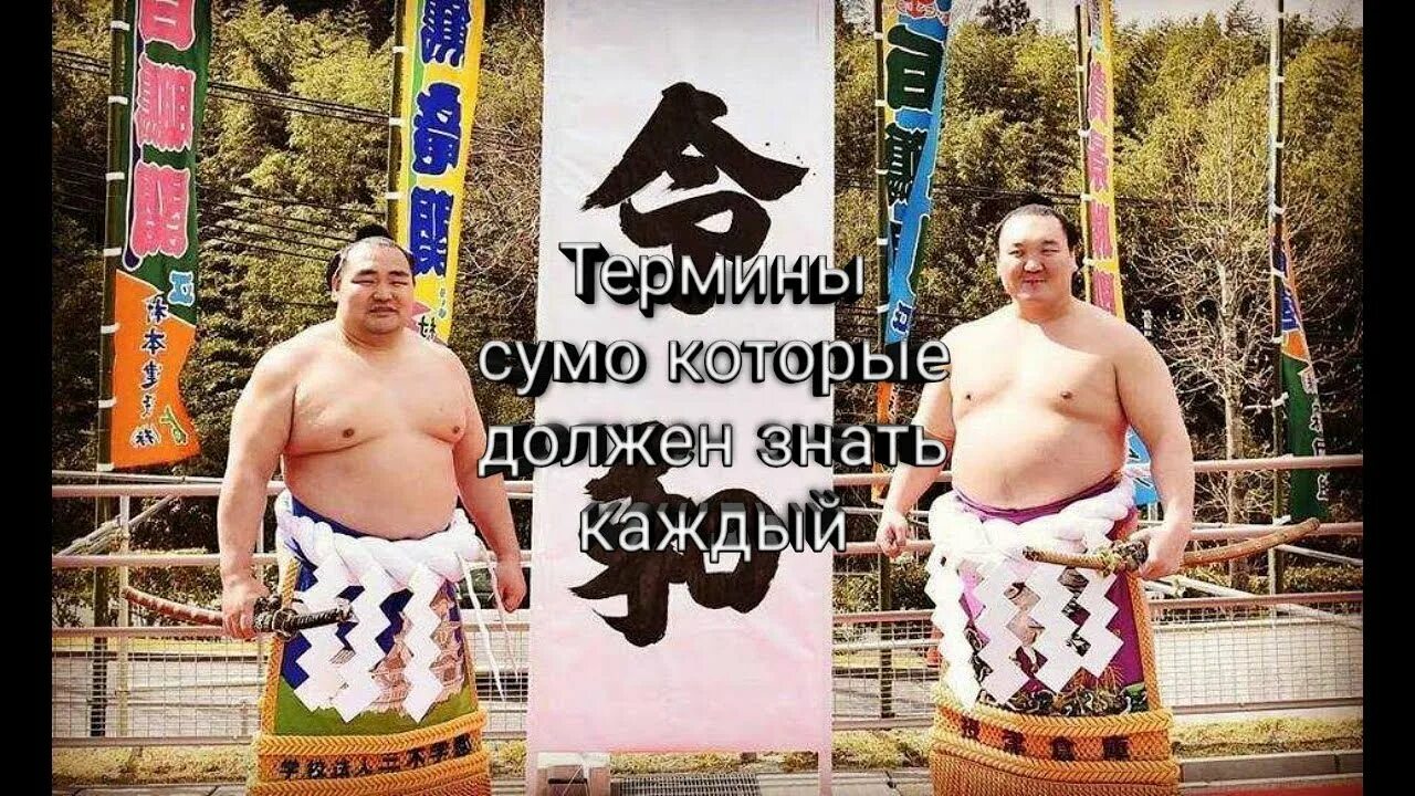 Сумоист кот и буква а ответ