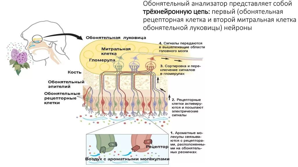 Схема строения обонятельного анализатора. Рецепторная структура обонятельного анализатора представлена. Проводниковый путь обонятельного анализатора схема. Строение рецепторов обонятельного анализатора.