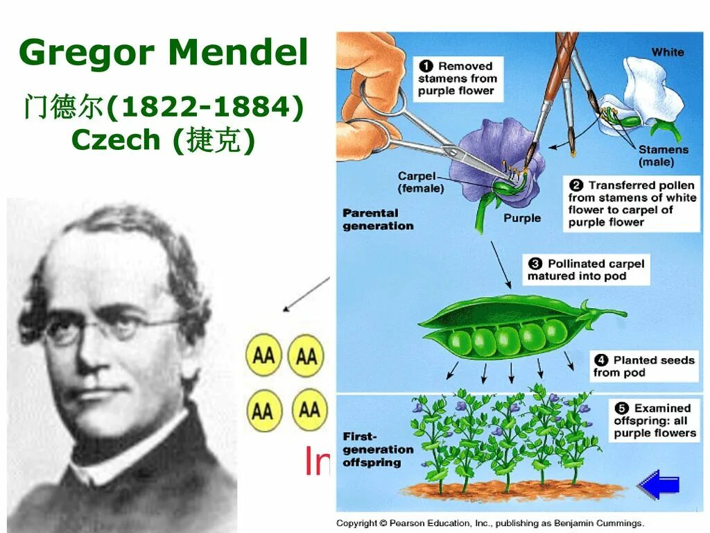 Грегор Иоганн Мендель. Грегор Иоганн Мендель(1822 – 1884). Генетики Грегор Мендель. Биолог Грегор Мендель.