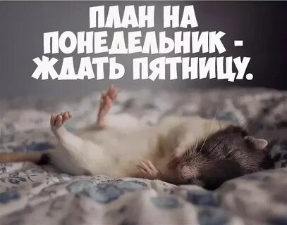 Пятница доброе утро прикольные для поднятия настроения